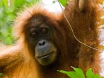 Borneo