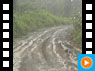 Regenwald