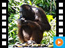 Orang Utan