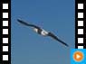 Basstölpel am fliegen