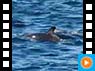 Delfine in Kaikoura