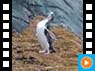 Gelbaugen-Pinguin