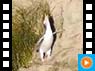 Gelbaugen-Pinguin